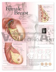 The Female Breast Anatomical Chart